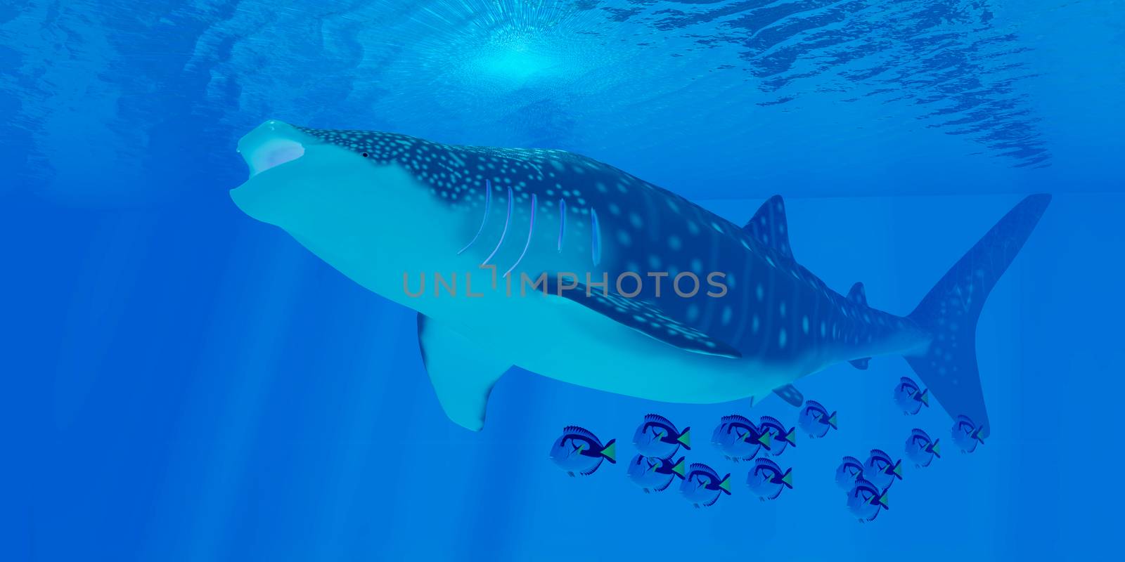 Whale sharks are the largest shark in the ocean but feed on the smallest plankton creatures.