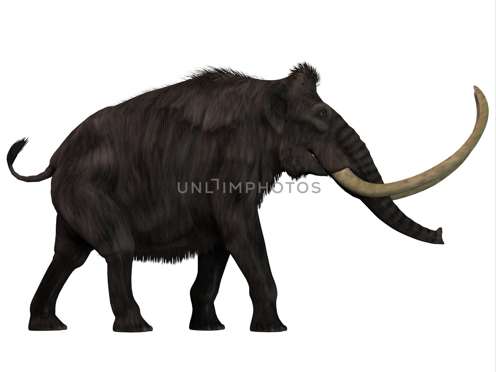 Woolly Mammoth Side Profile by Catmando