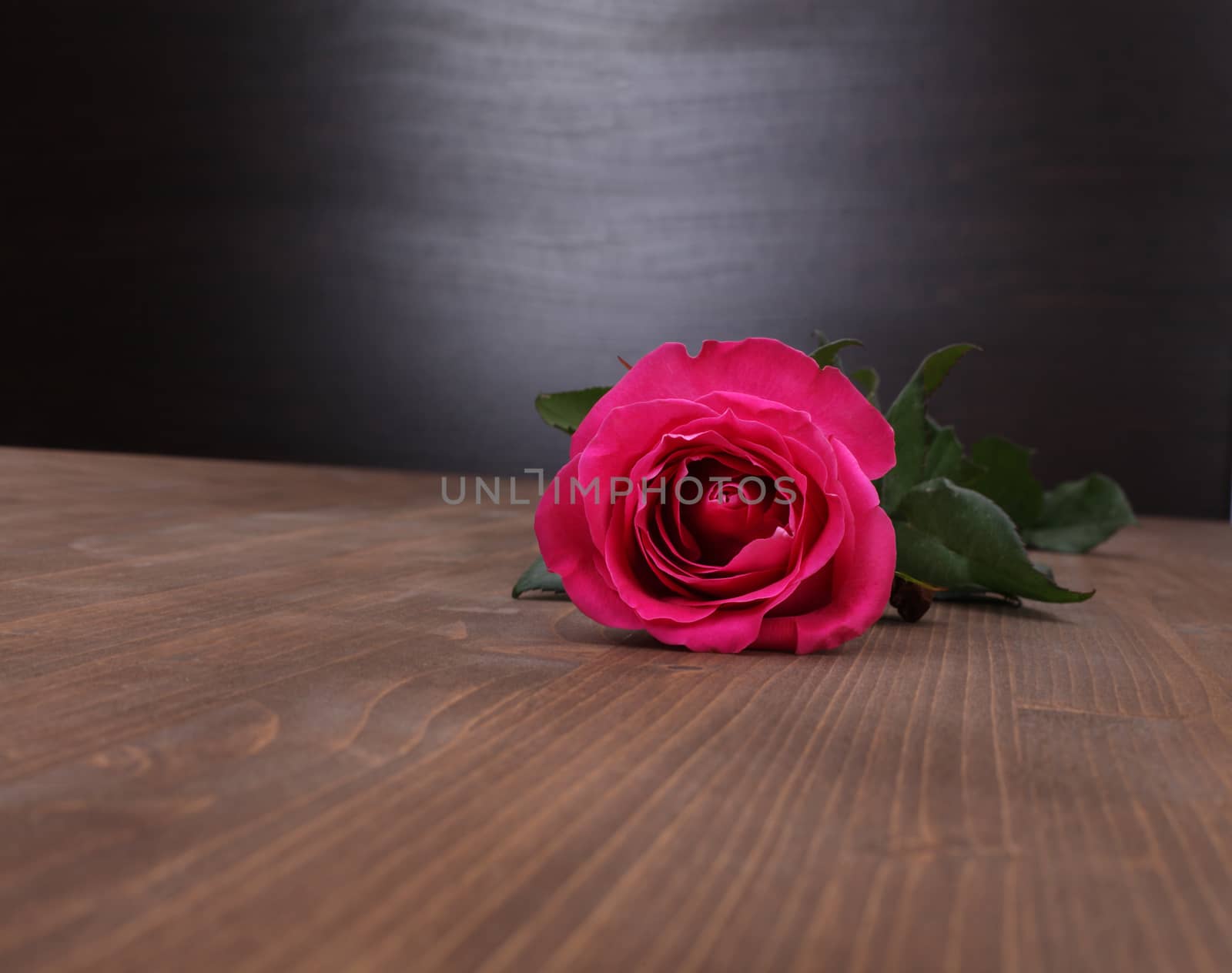 rose on wood background by rudchenko