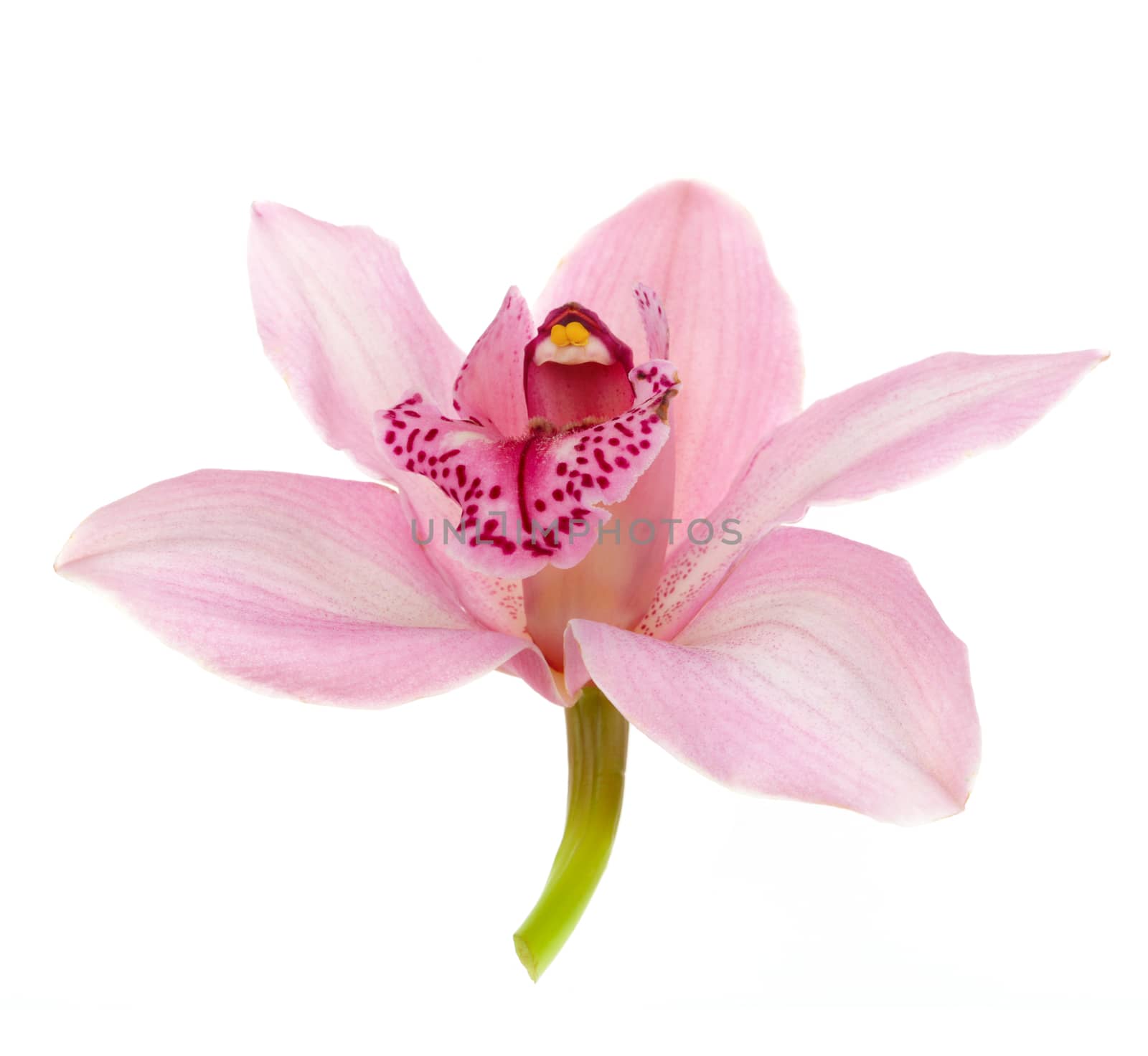 pink orchid isolated on white background by rudchenko