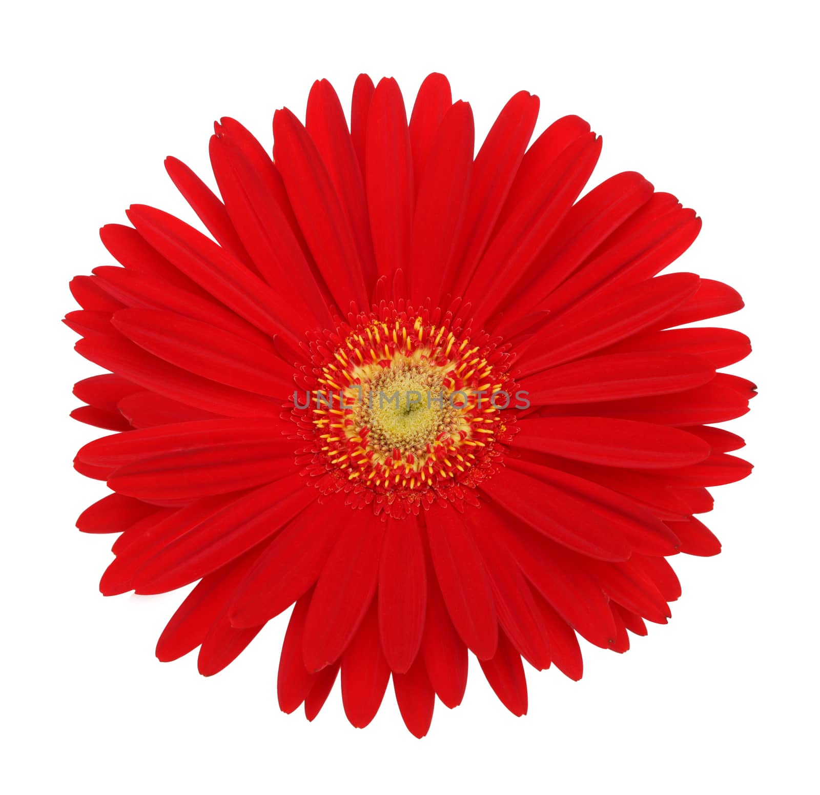 red gerbera flower by rudchenko