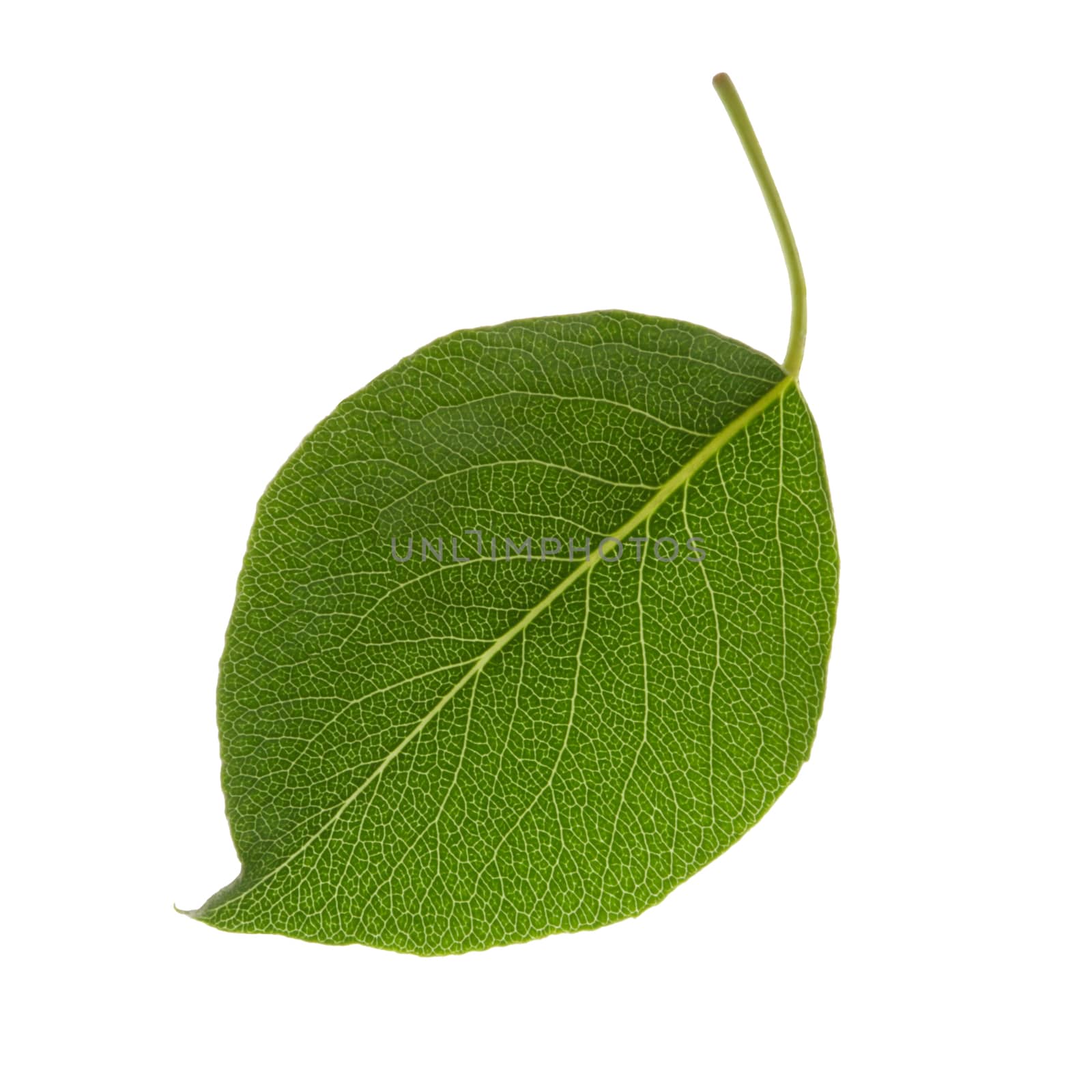close up green leaf isolated