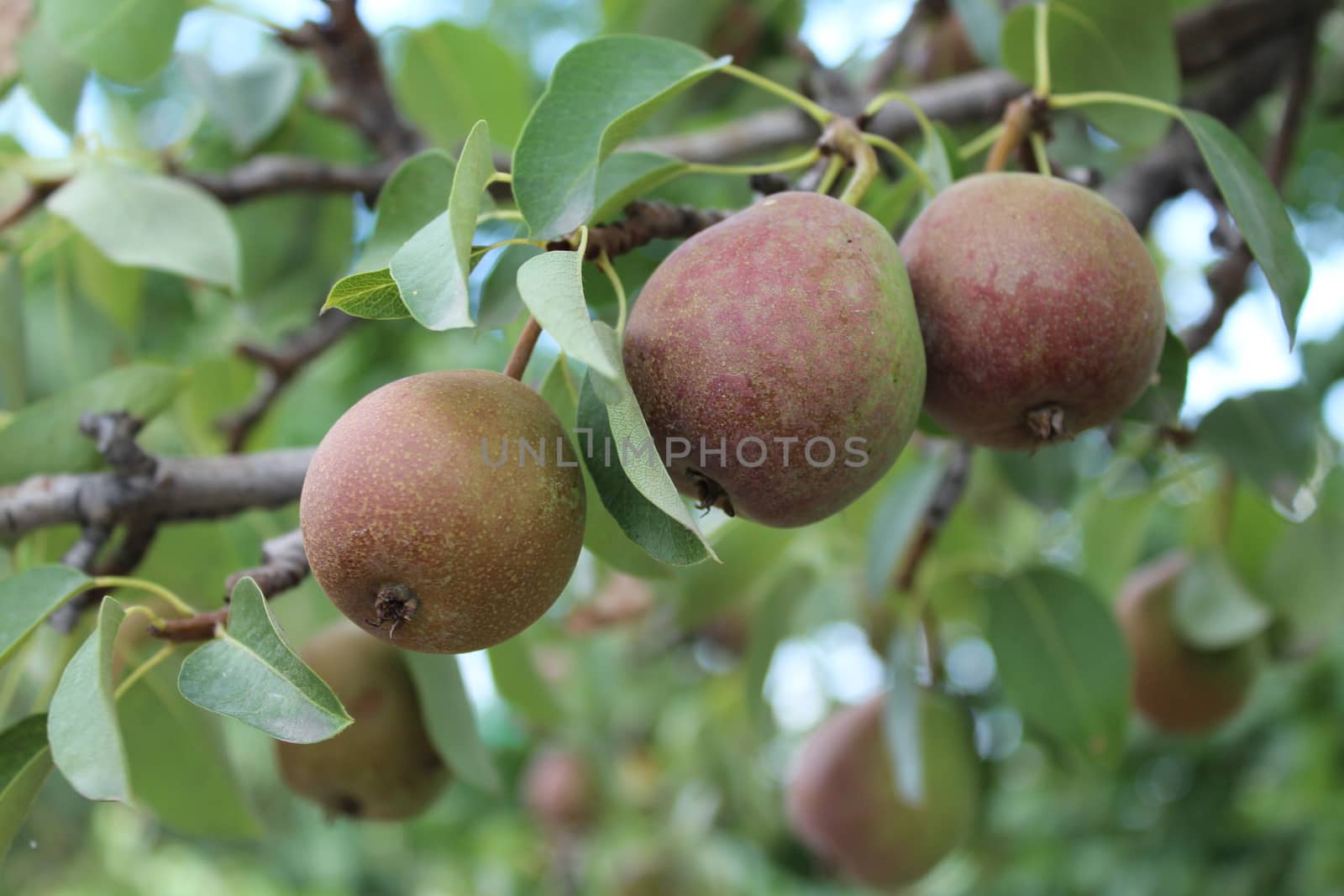 Pears on a branch of a pear tree in garden.