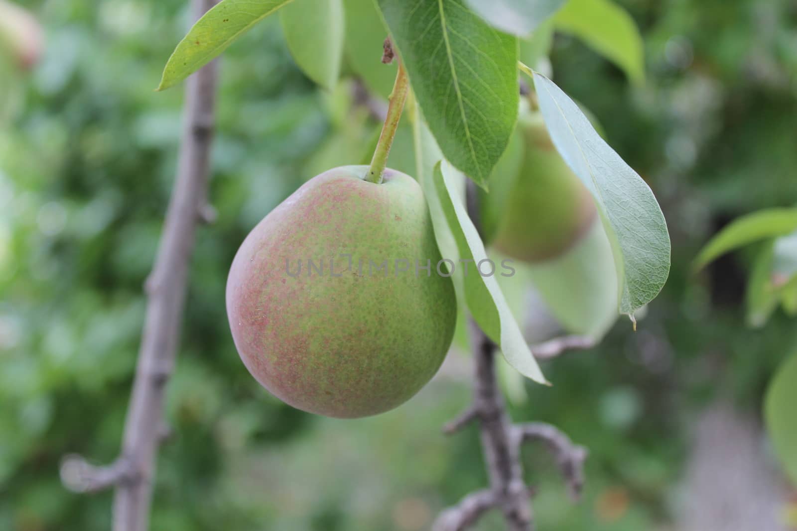 Pears on a branch of a pear tree in garden.