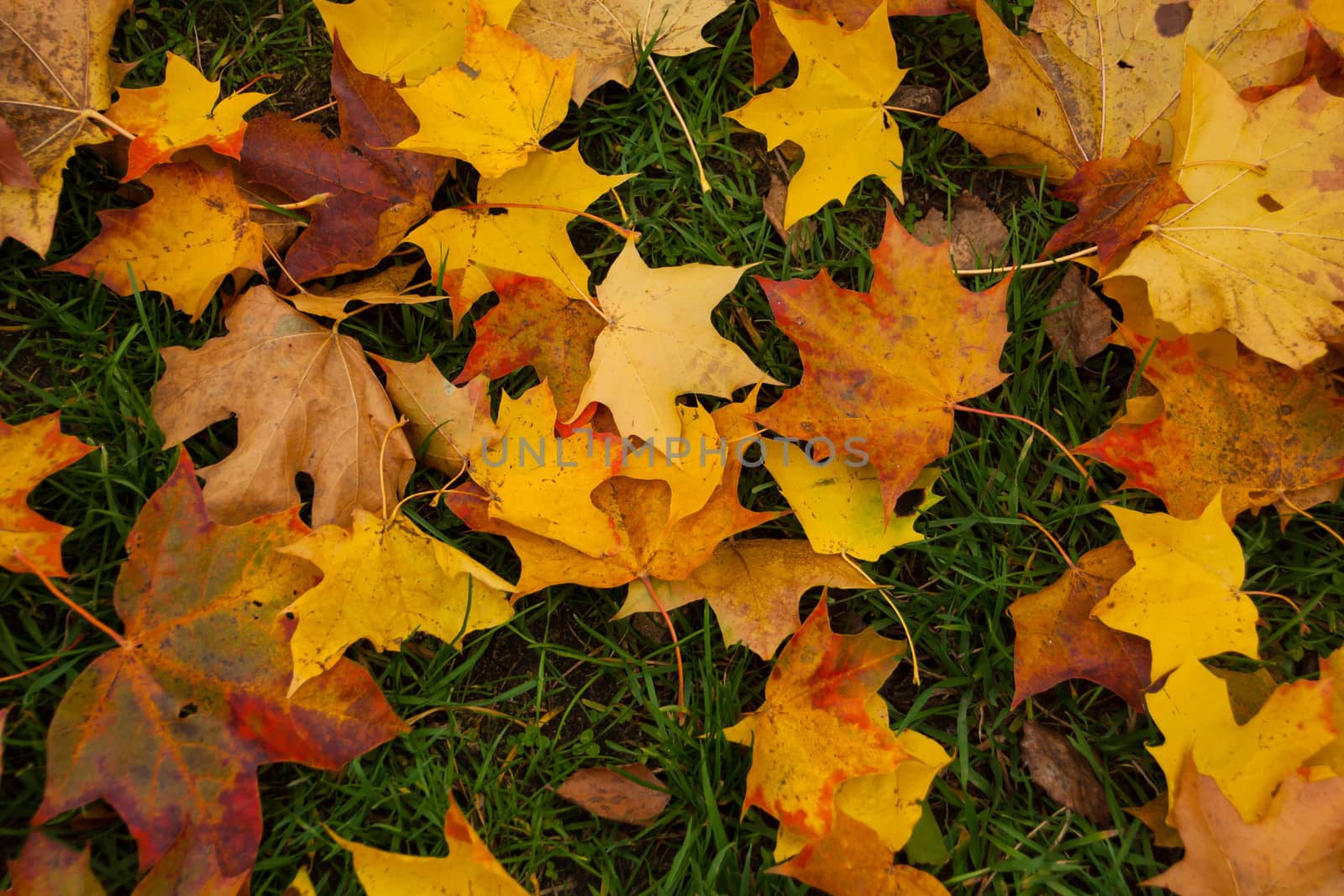 Colorful autumn leaves by alexx60