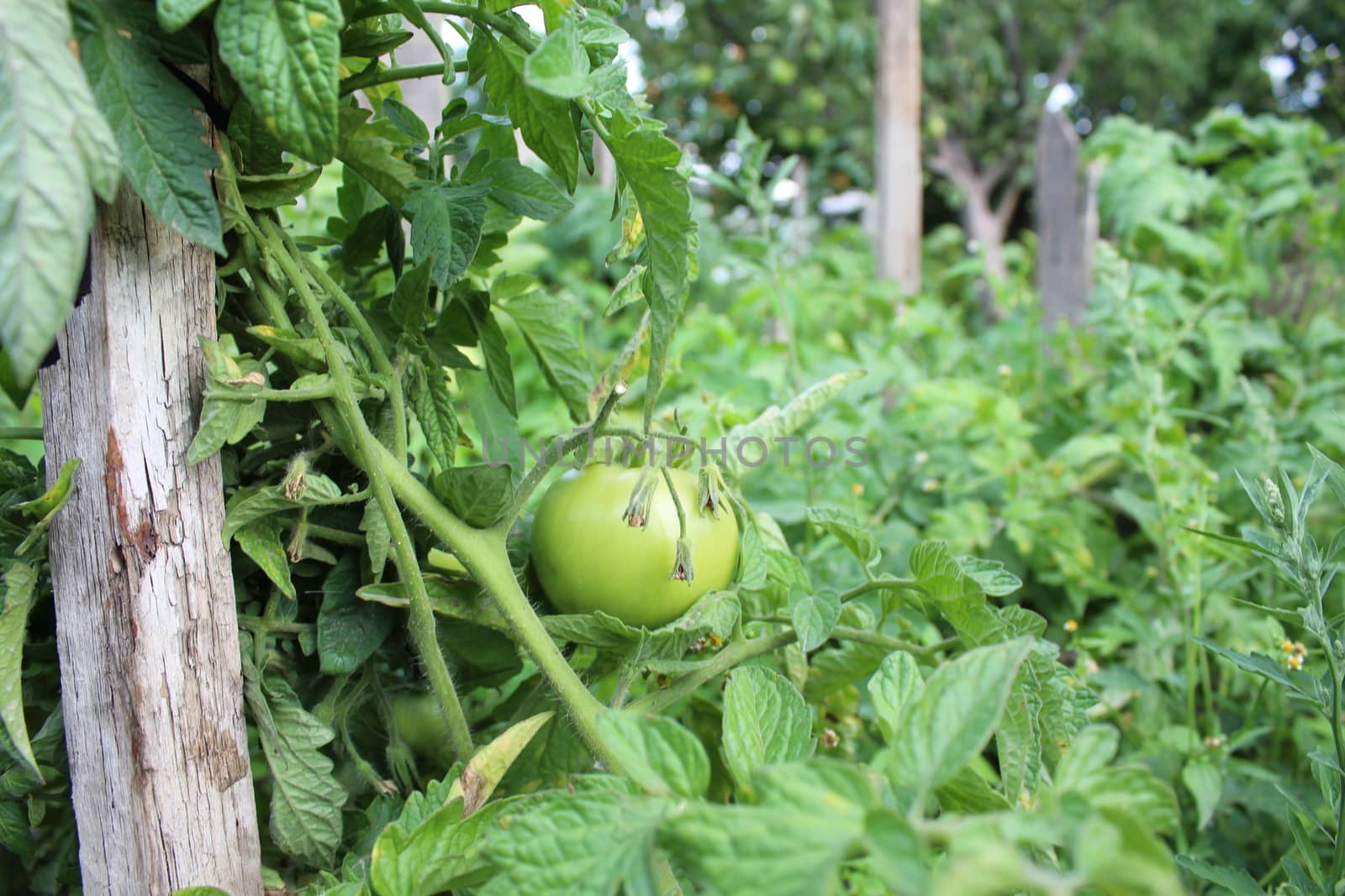 Unripe Tomato Plants by nurjan100