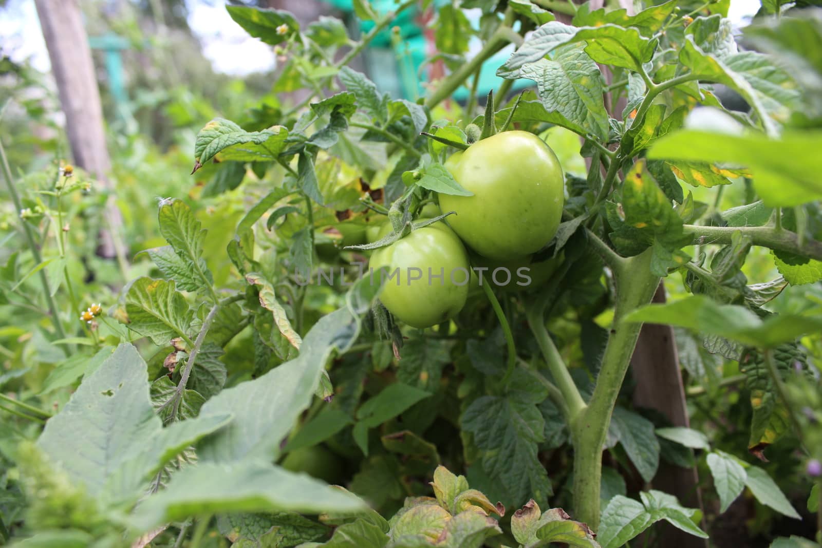 Unripe tomatoes growing on a tomato plants.
