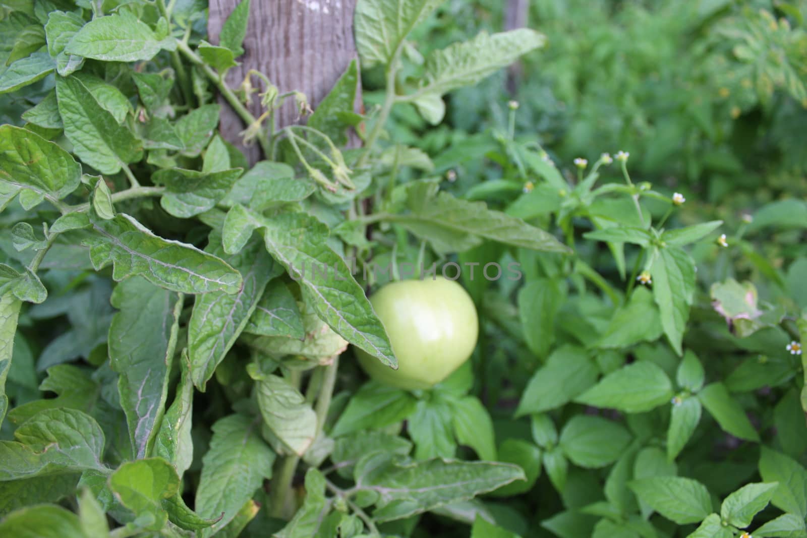 Unripe tomatoes growing on a tomato plants.