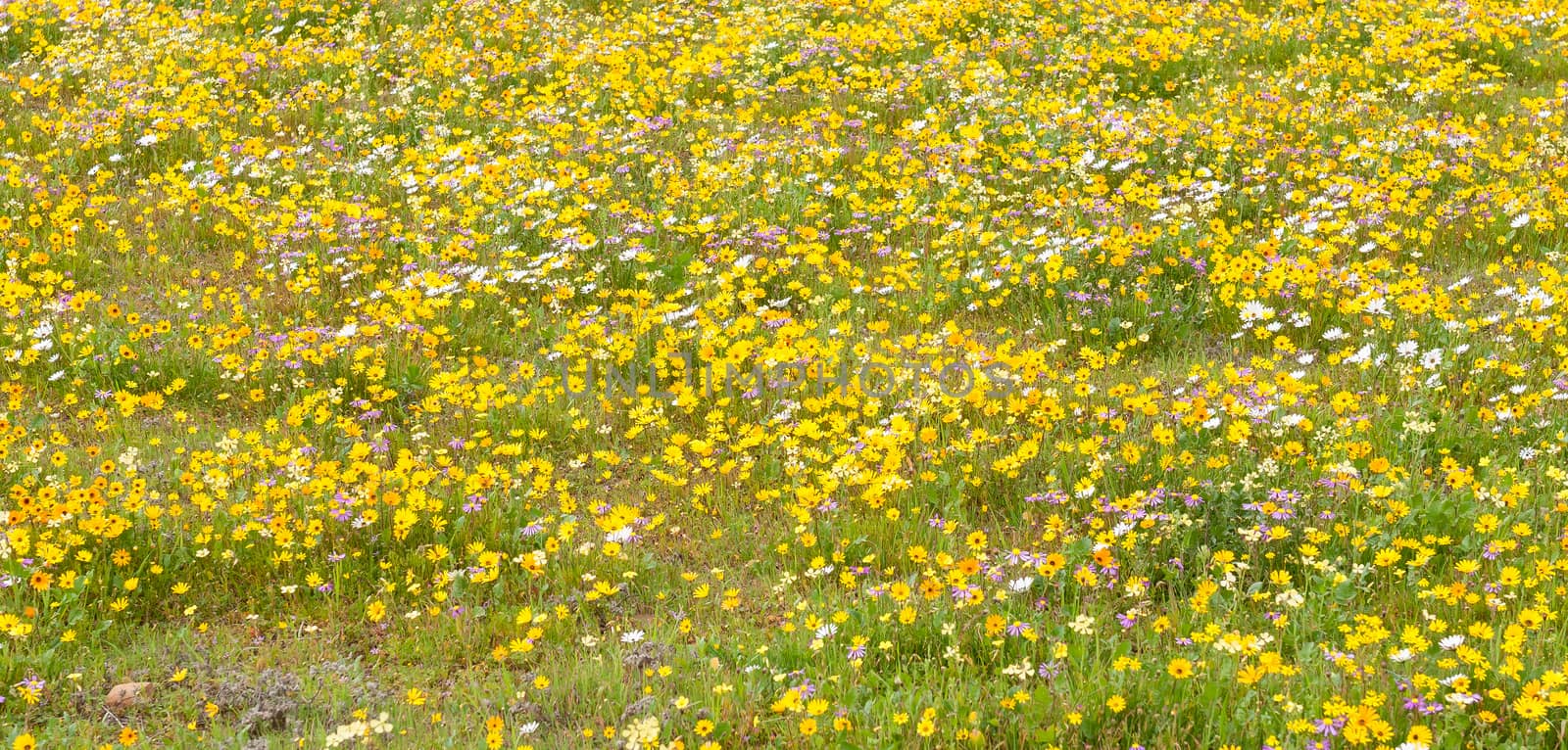 Yellow, white and pink indigenous flowers at Matjiesfontein farm by dpreezg