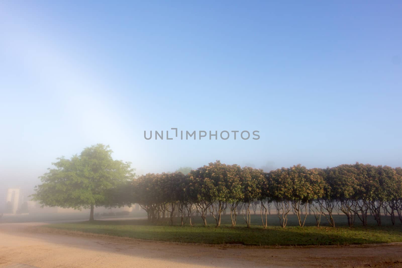 Early morning mist in a rulral setting, with clear skies and trees in the background.