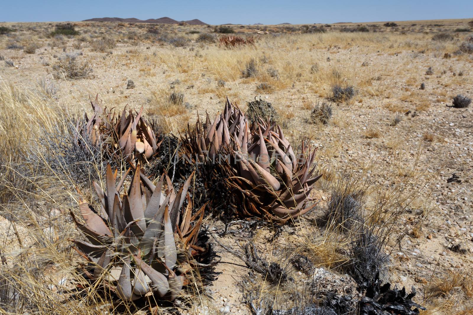 flowering wild aloe (aloe asperifolia) in the Namibia Erongo desert