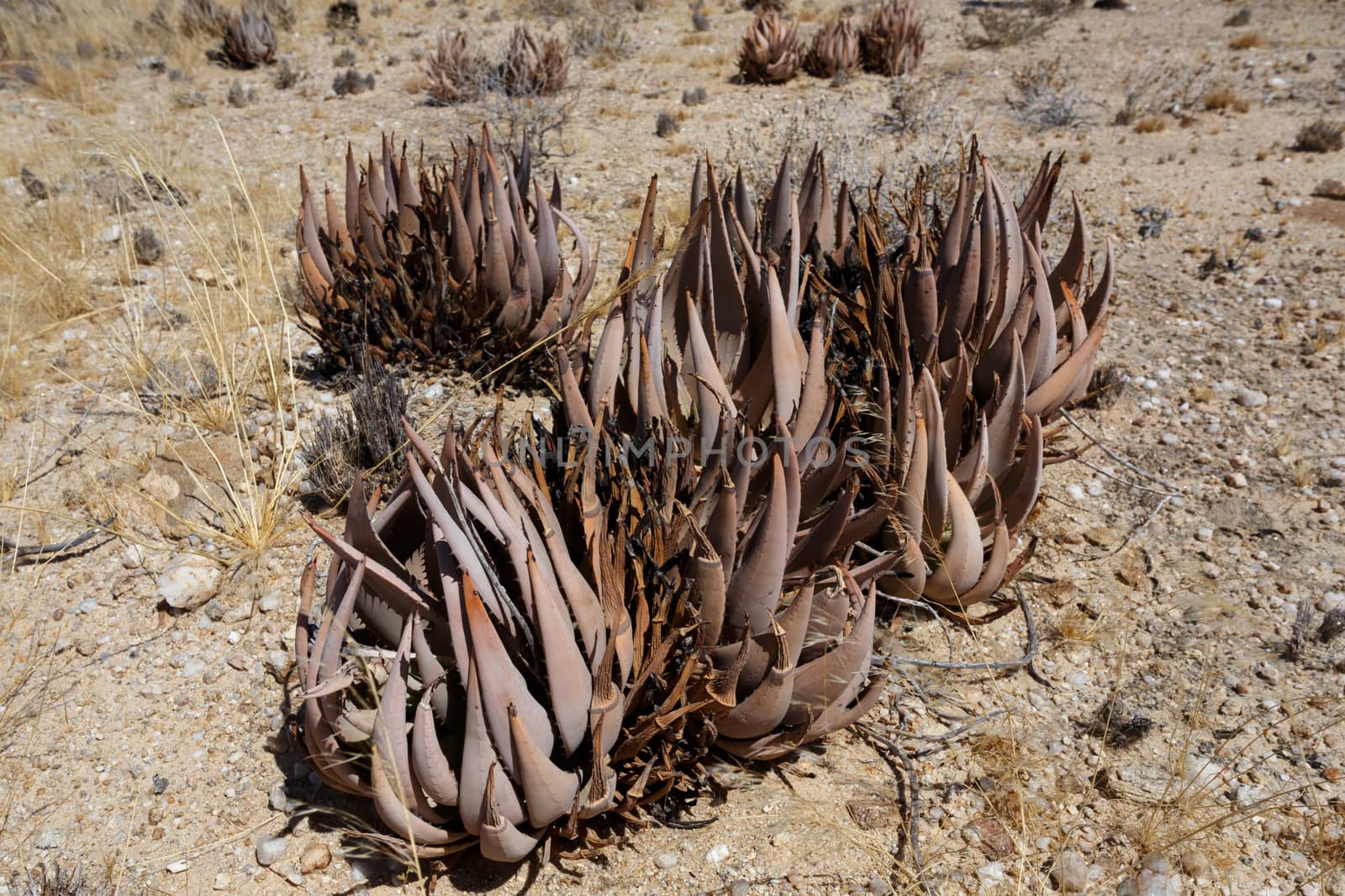 flowering wild aloe (aloe asperifolia) in the Namibia Erongo desert