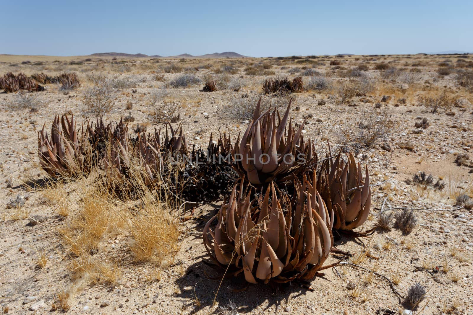 flowering wild aloe (aloe asperifolia) in the Namibia Erongo desert