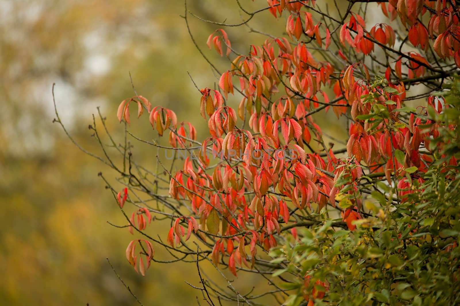 Autumn background with yellow and red leaves for backdrop