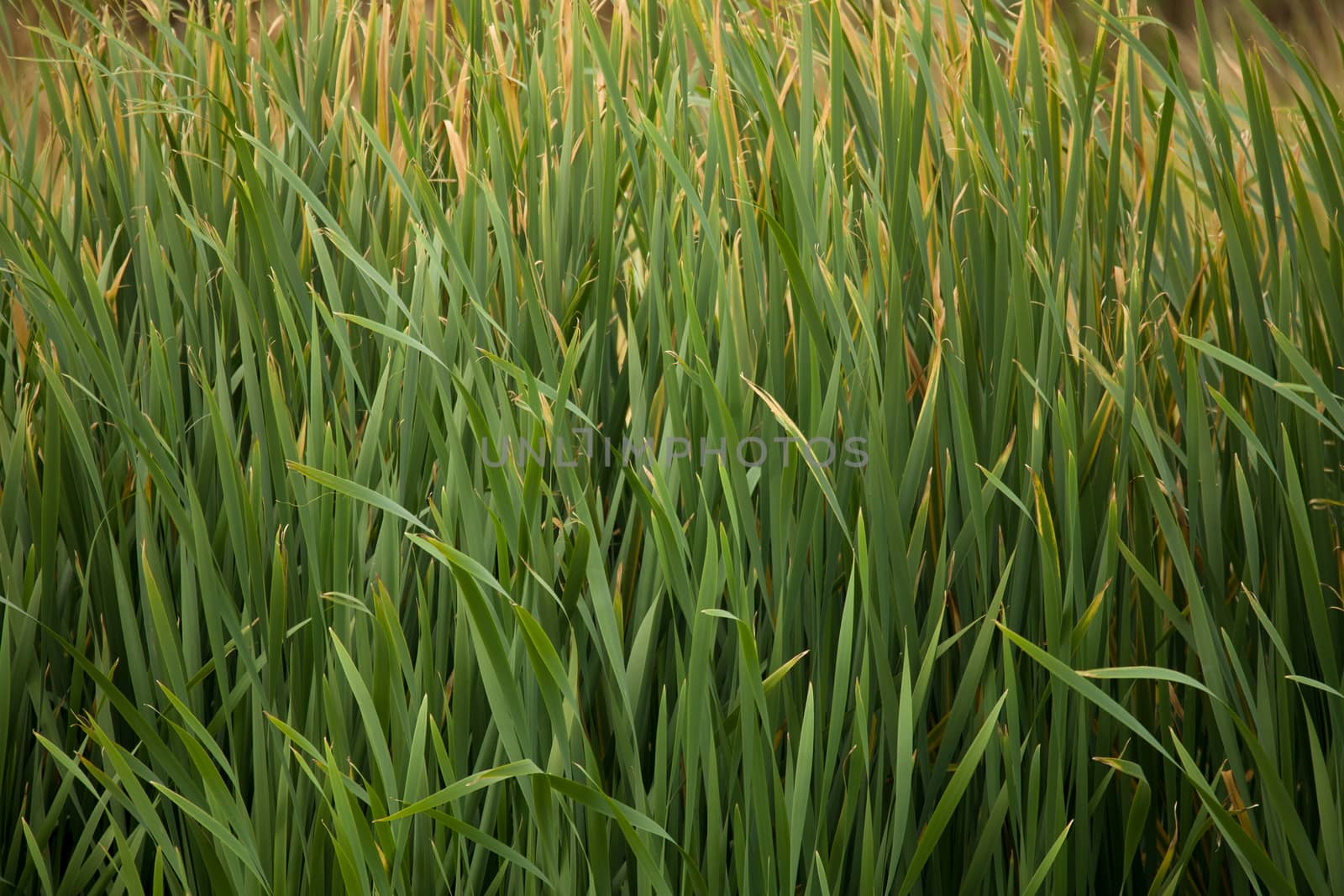green reeds at the pond in autumn typical overcast weather