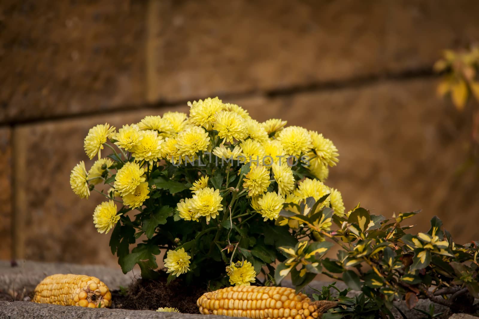 Yellow chrysanthemum flowers in autumn garden, vibrant stock photo