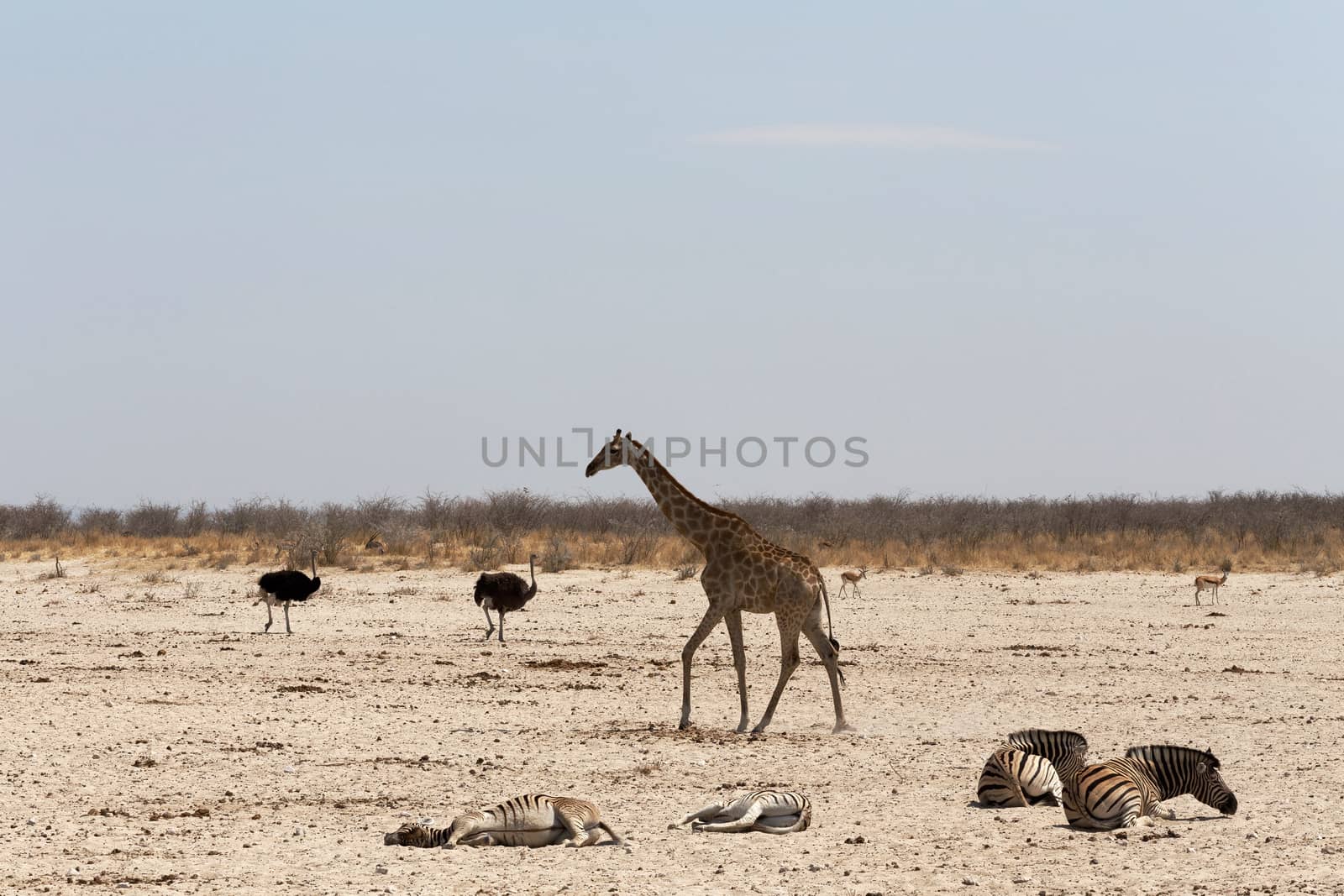 Giraffa camelopardalis on waterhole in Etosha national Park, Ombika, Kunene, Namibia