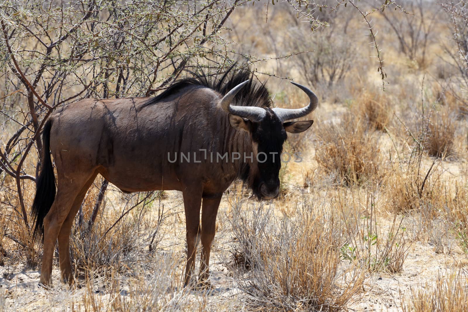 wild Wildebeest Gnu standing in desert, Etosha Park, Namibia, true wildlife
