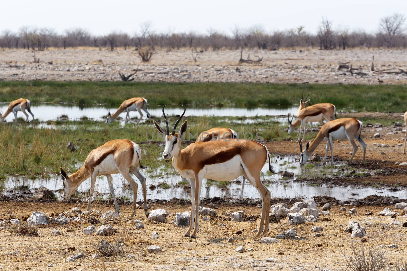 herd of springbok in Etosha national park, Namibia