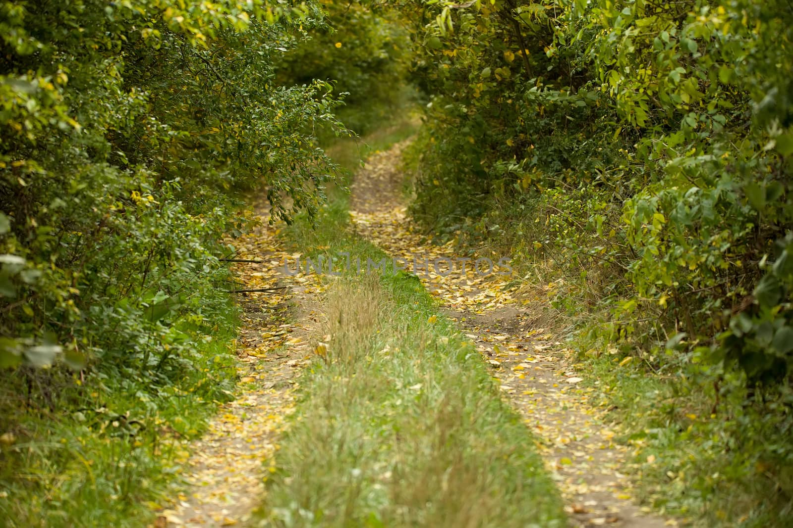 Country road through rich deciduous forest in overcast weather, autumn scene
