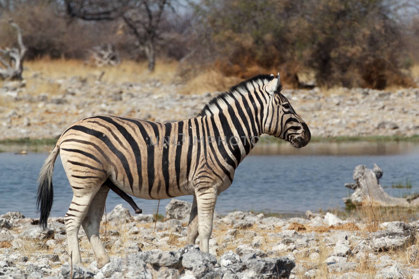 Zebra in african bush. Etosha national Park, Ombika, Kunene, Namibia. True wildlife photography