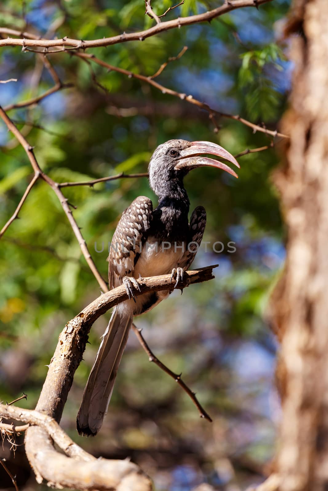 Yellow-billed Hornbill sitting on a branch and rest, Etosha, Namibia