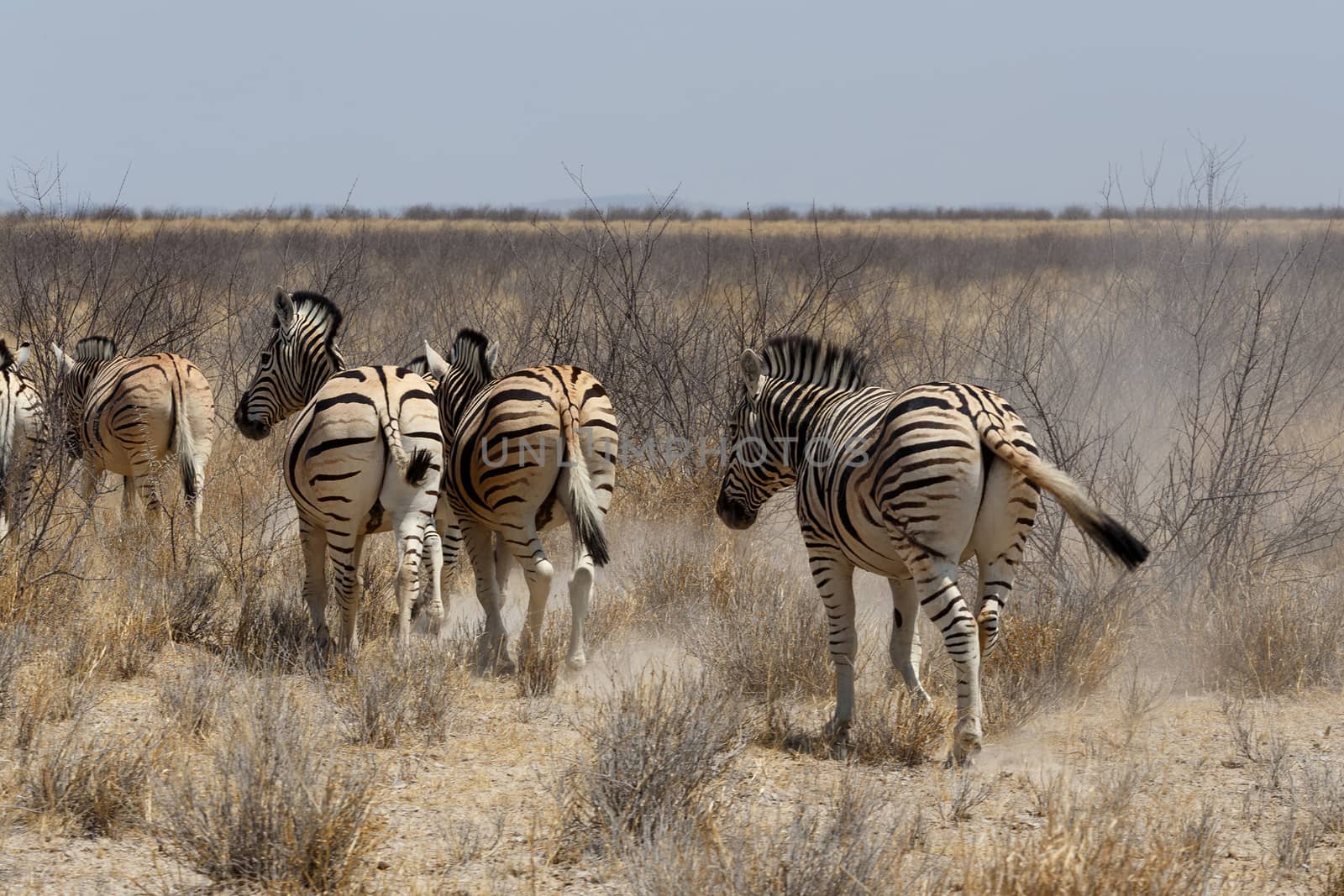 Zebra in african bush. Etosha national Park, Ombika, Kunene, Namibia. True wildlife photography