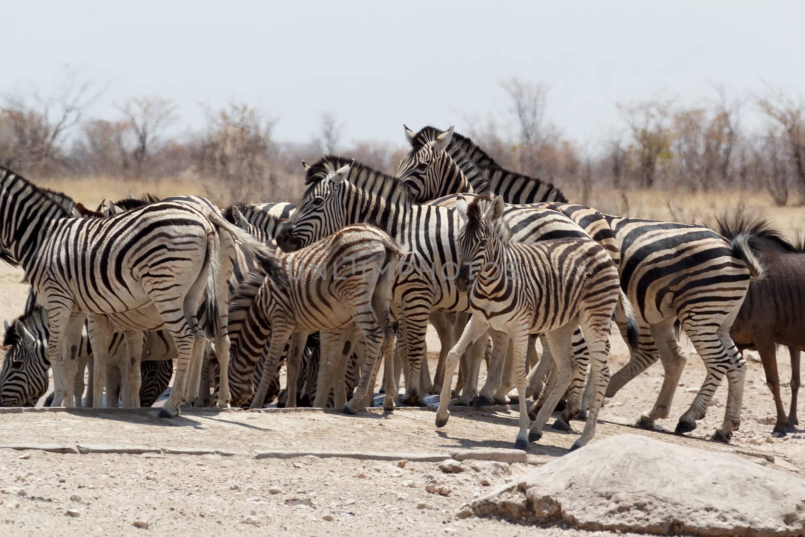 Zebra in african bush. Etosha national Park, Ombika, Kunene, Namibia. True wildlife photography