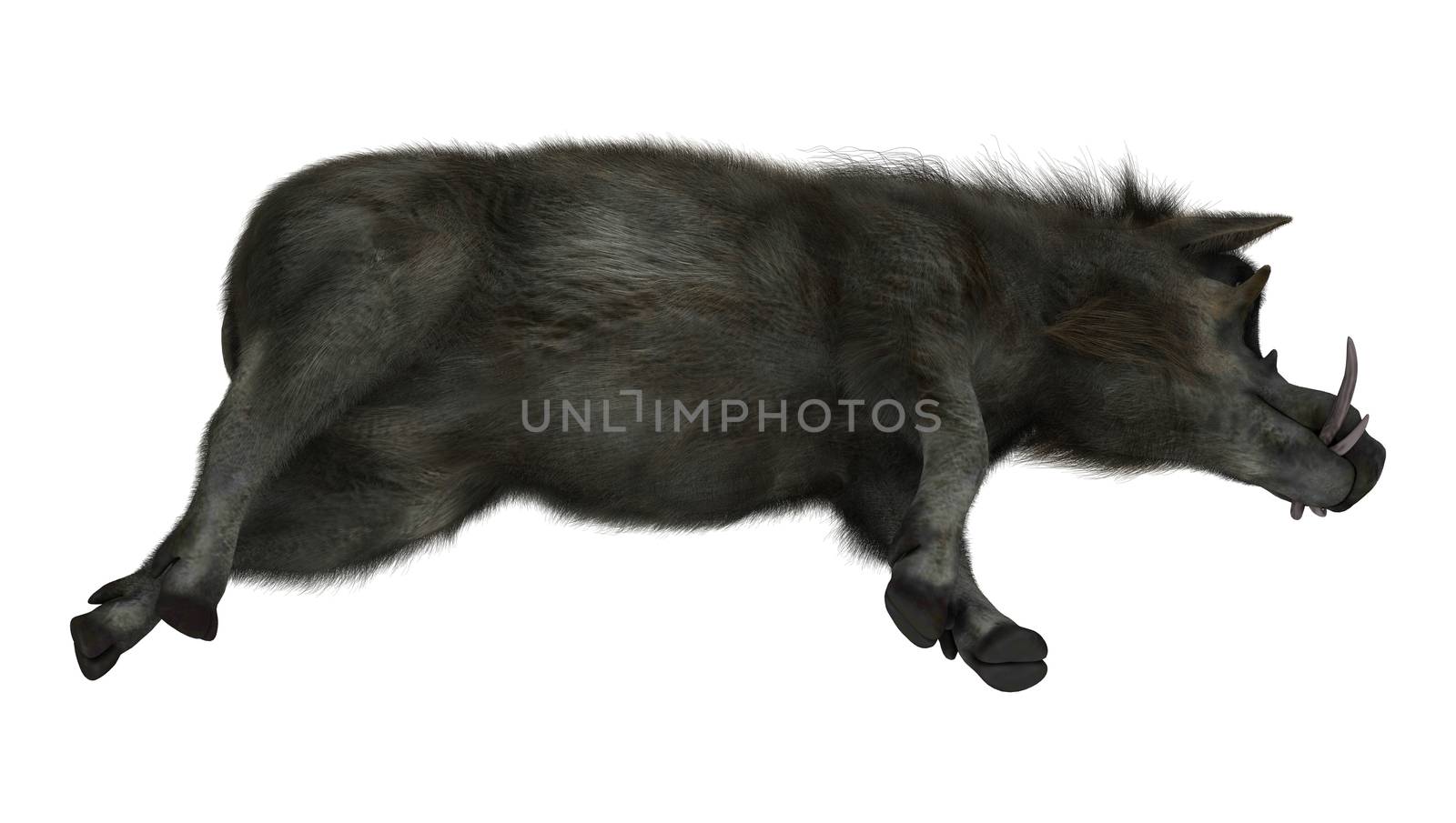 3D digital render of a warthog resting isolated on white background