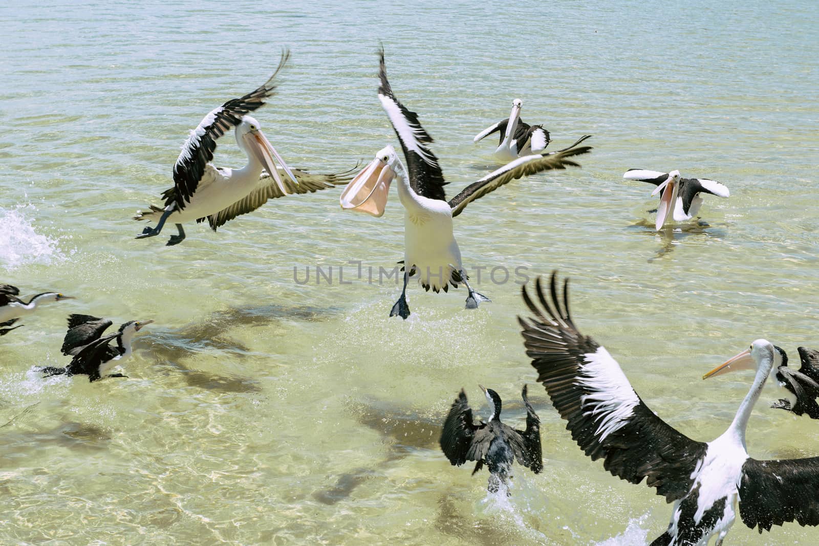 Pelicans feeding in the water by artistrobd