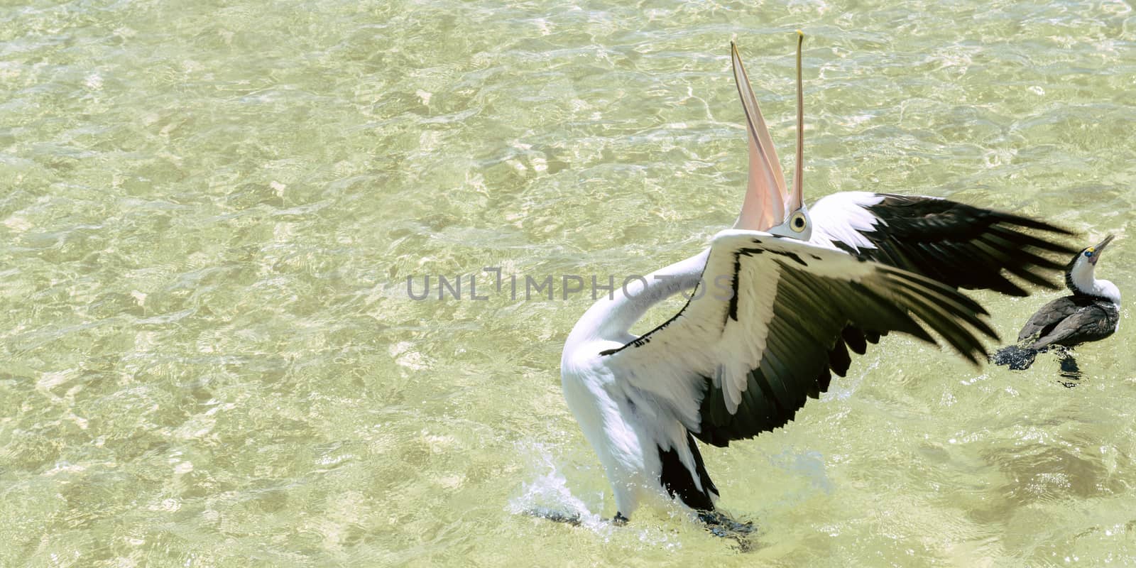 Pelicans feeding in the water during the day at Tangalooma Island in Queensland on the west side of Moreton Island.