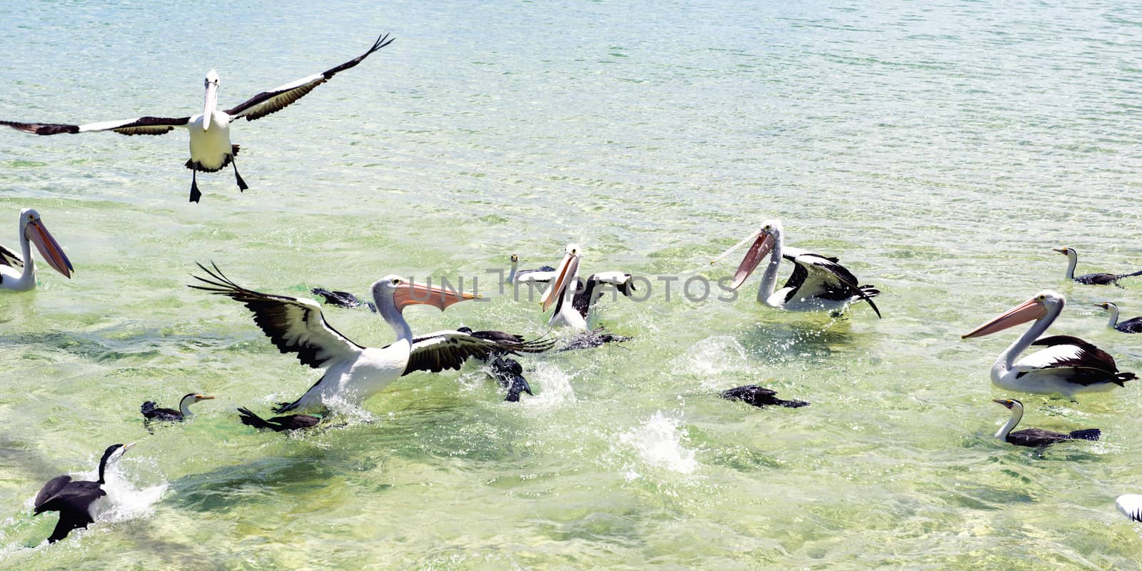 Pelicans feeding in the water during the day at Tangalooma Island in Queensland on the west side of Moreton Island.