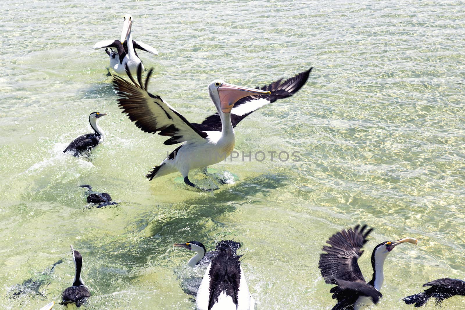 Pelicans feeding in the water during the day at Tangalooma Island in Queensland on the west side of Moreton Island.