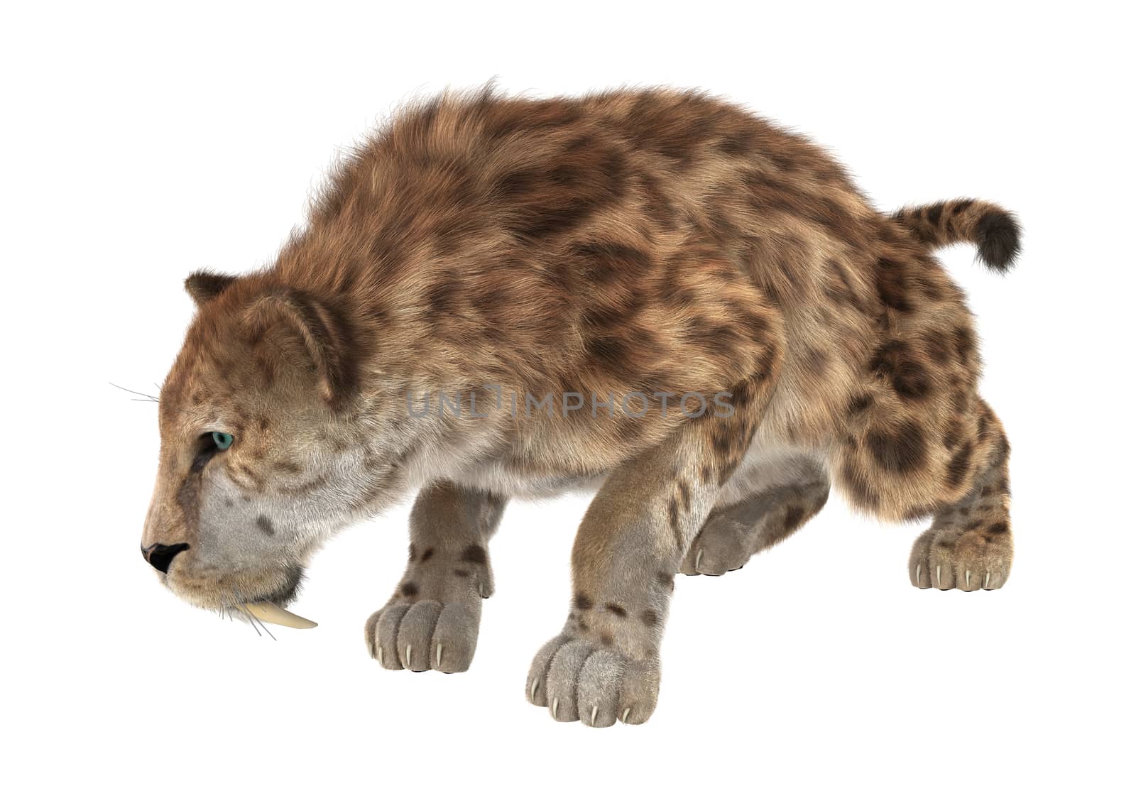 3D digital render of a big cat sabertooth isolated on white background