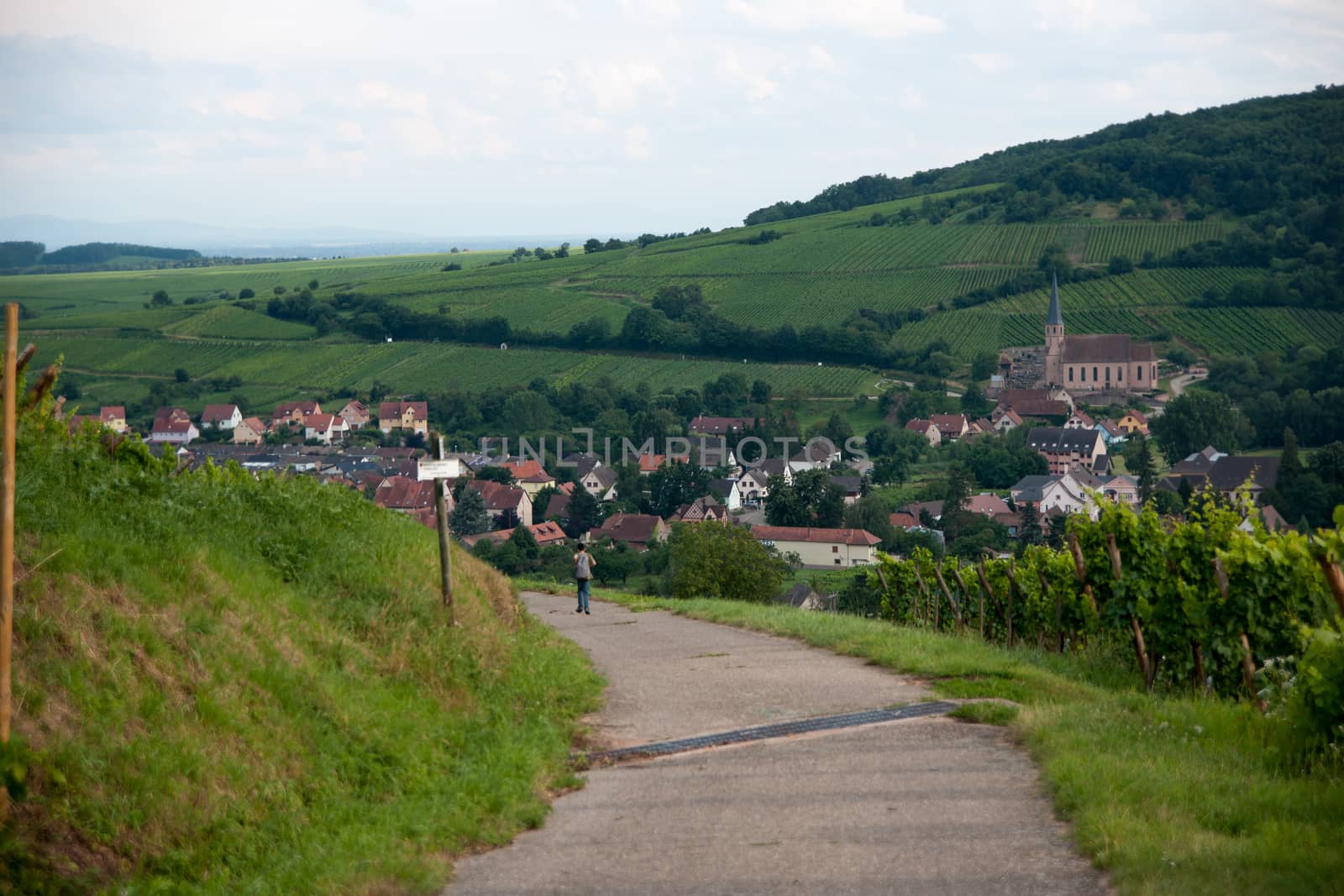 Alsace landscape and vinewyard by javax