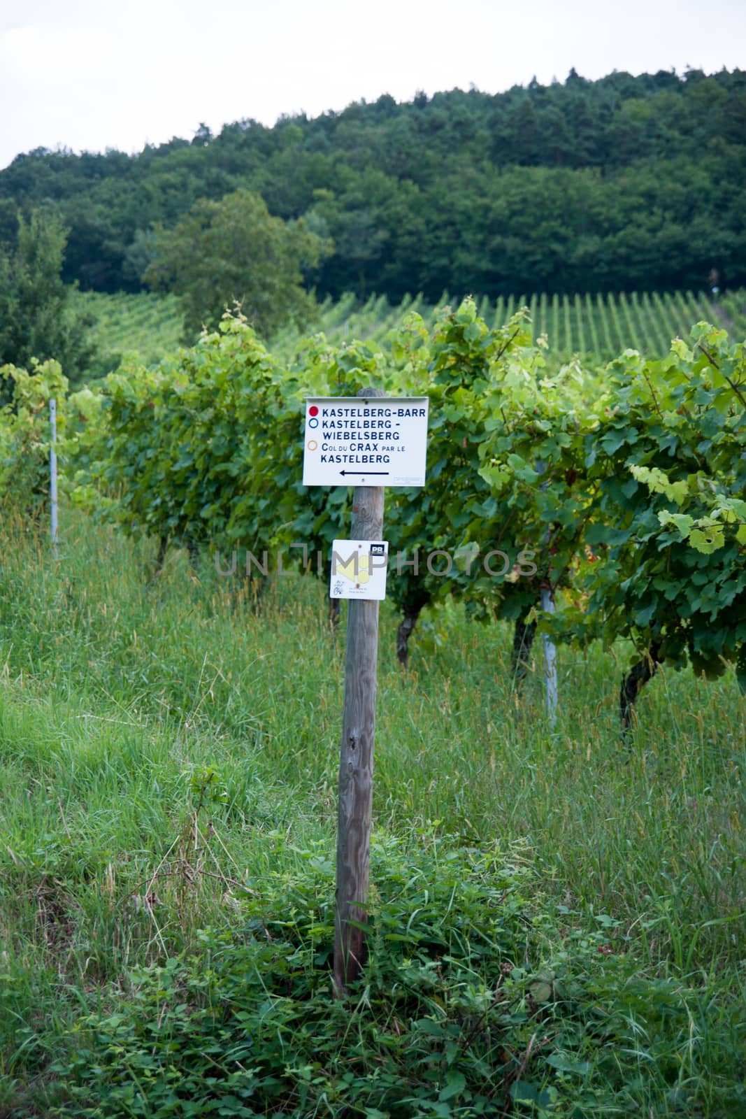 Hiking in Alsace with vinewyard views in France vacation