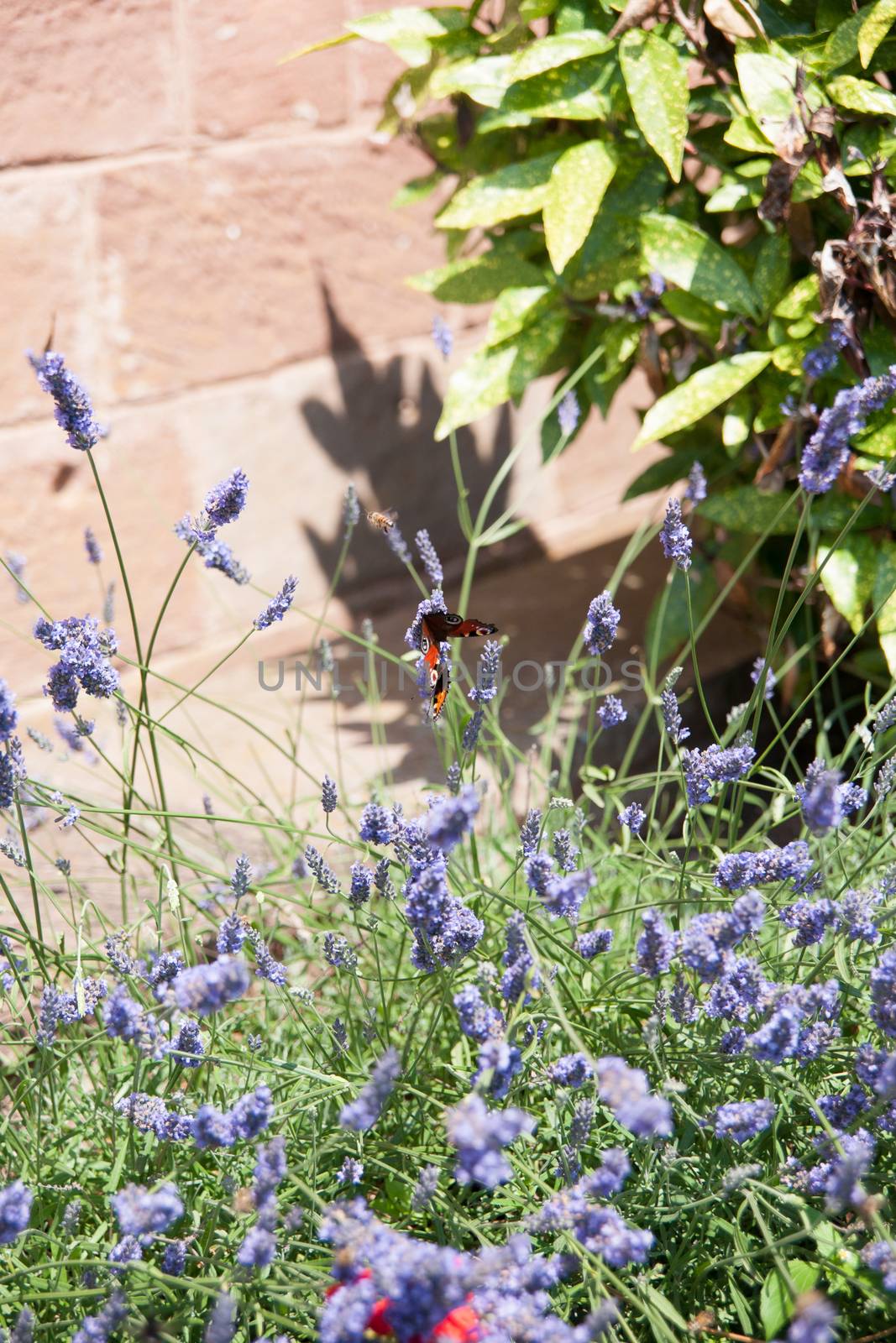 Alsace summer vacation on Mont st Odile mountain