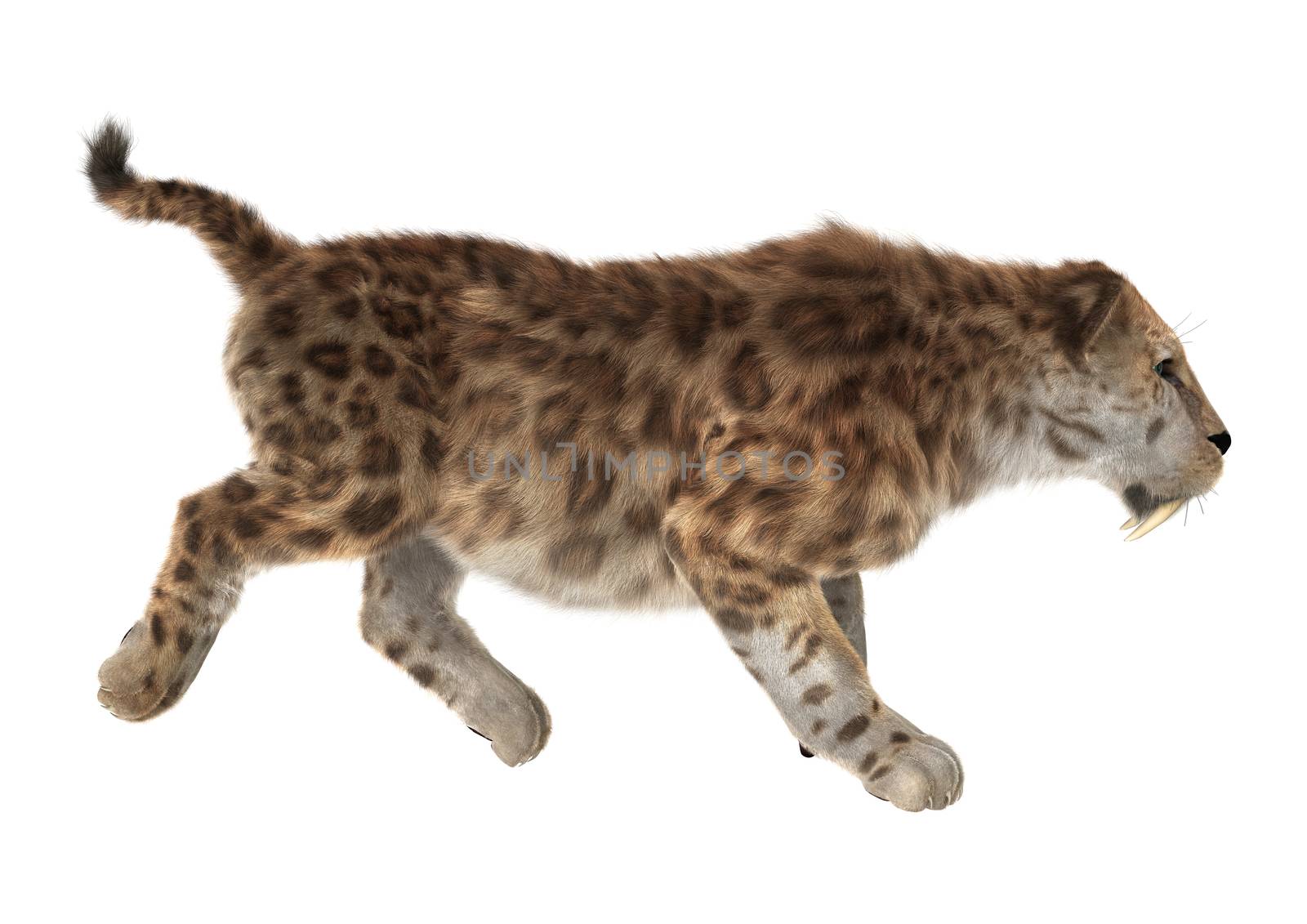 3D digital render of a big cat sabertooth isolated on white background