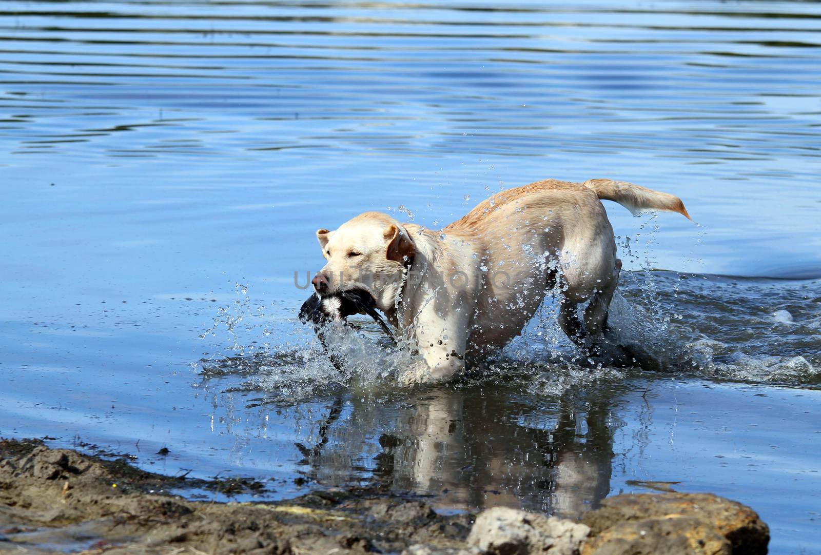 the yellow Labrador retriever retrieving a duck in the pond