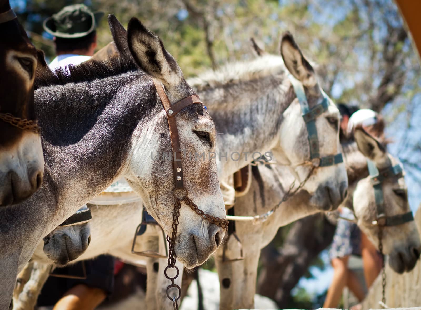 Donkey taxi in Lindos