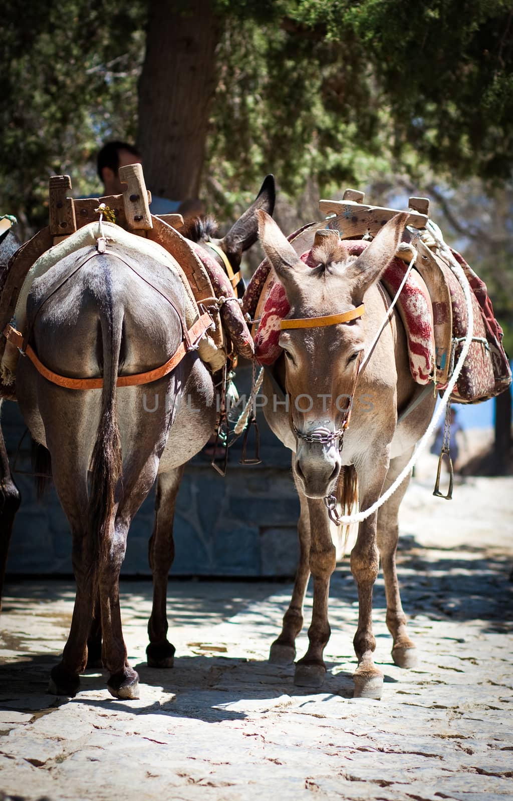 Donkey taxi in Lindos by melis