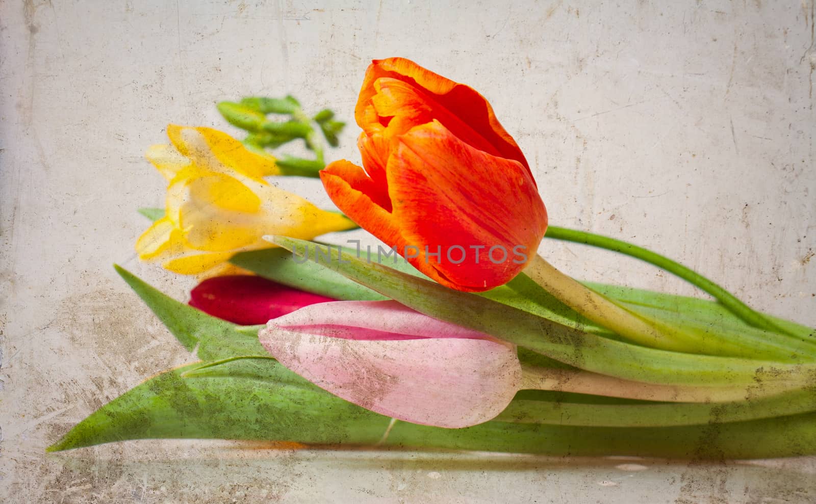 Vintage tulips by melis