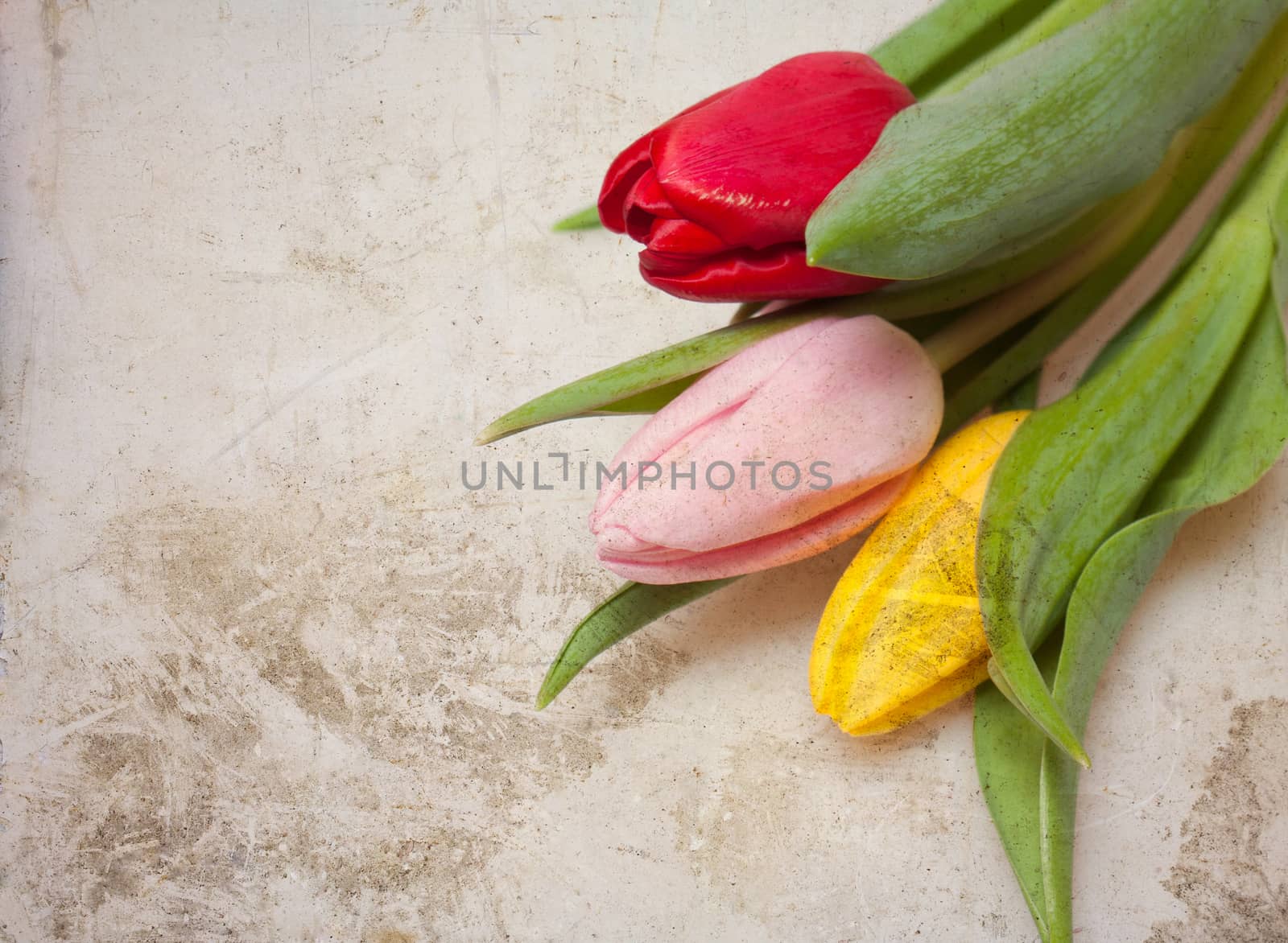Vintage tulips by melis
