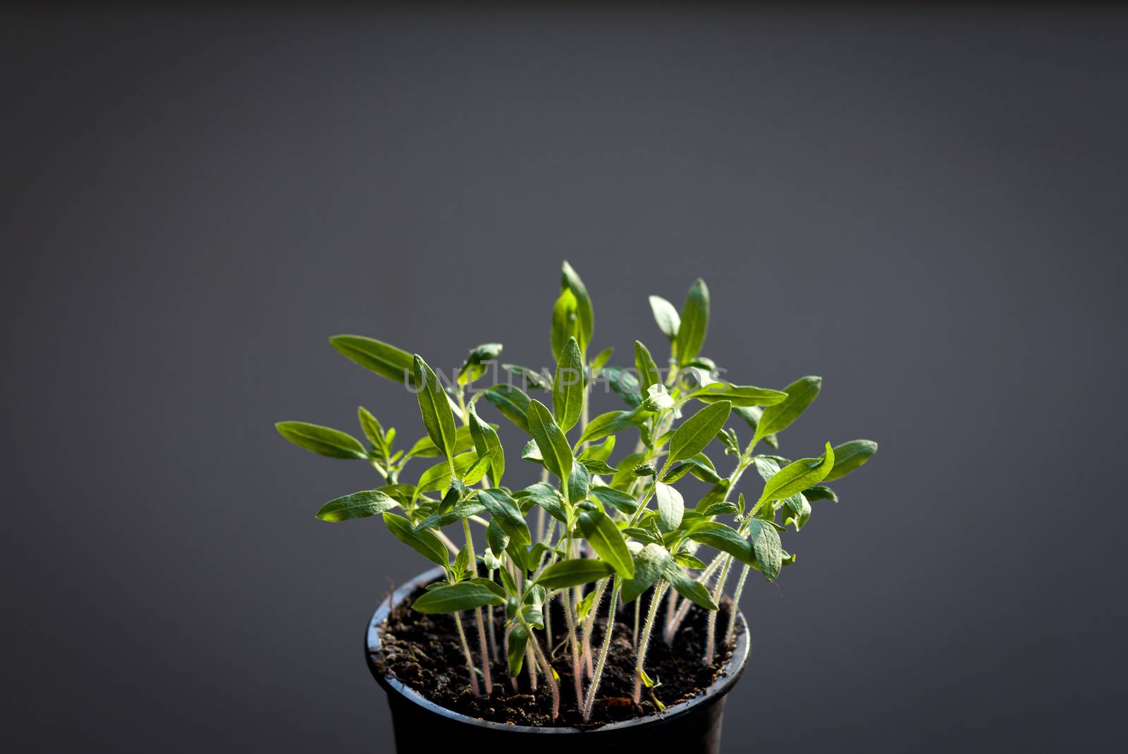 Tomato seedlings grown indoor