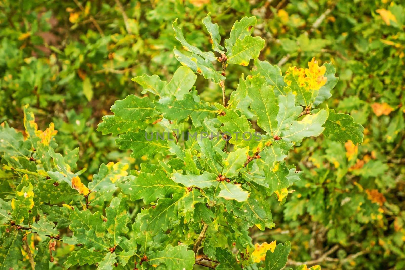 oak tree leaves - close up detail