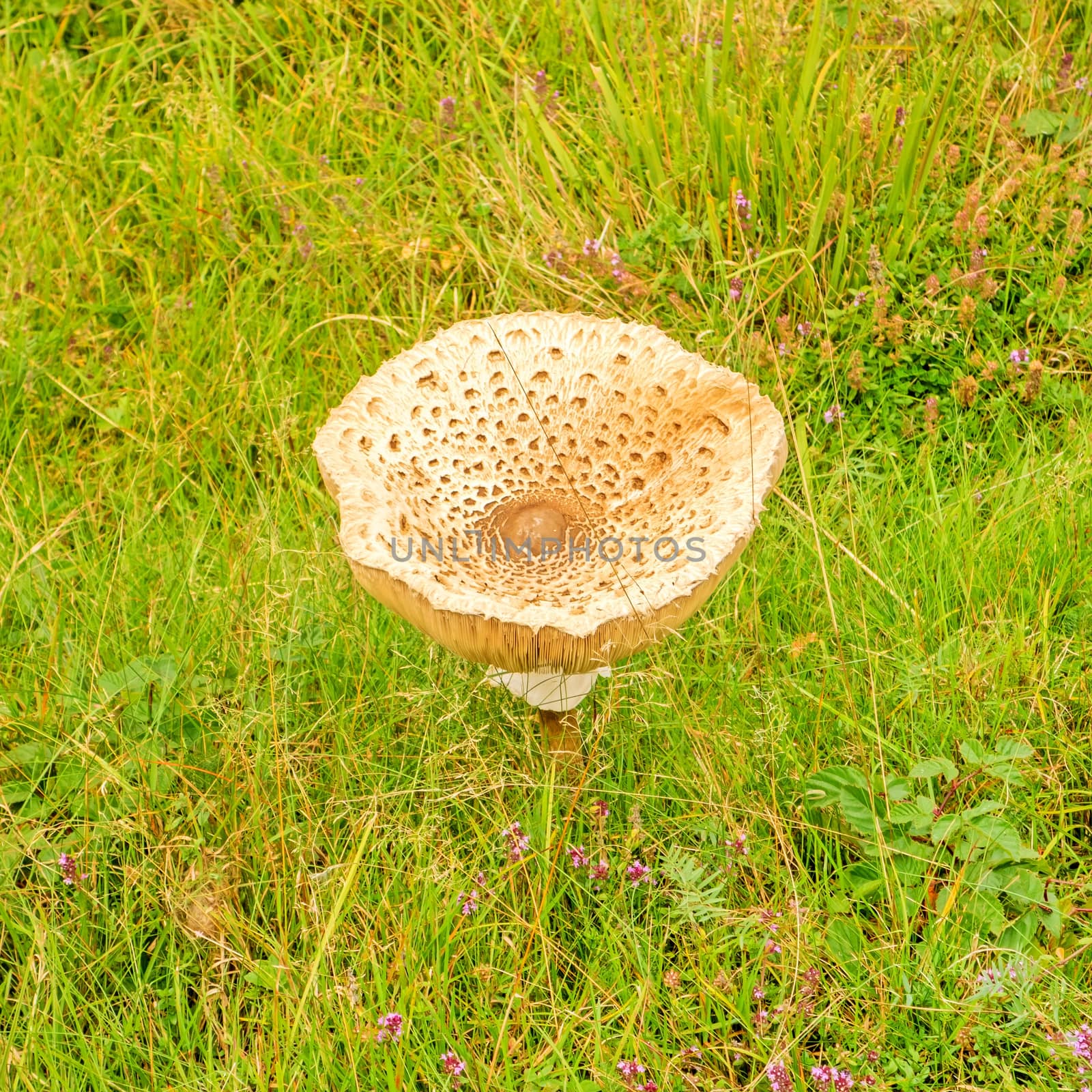 big single mushroom on green meadow