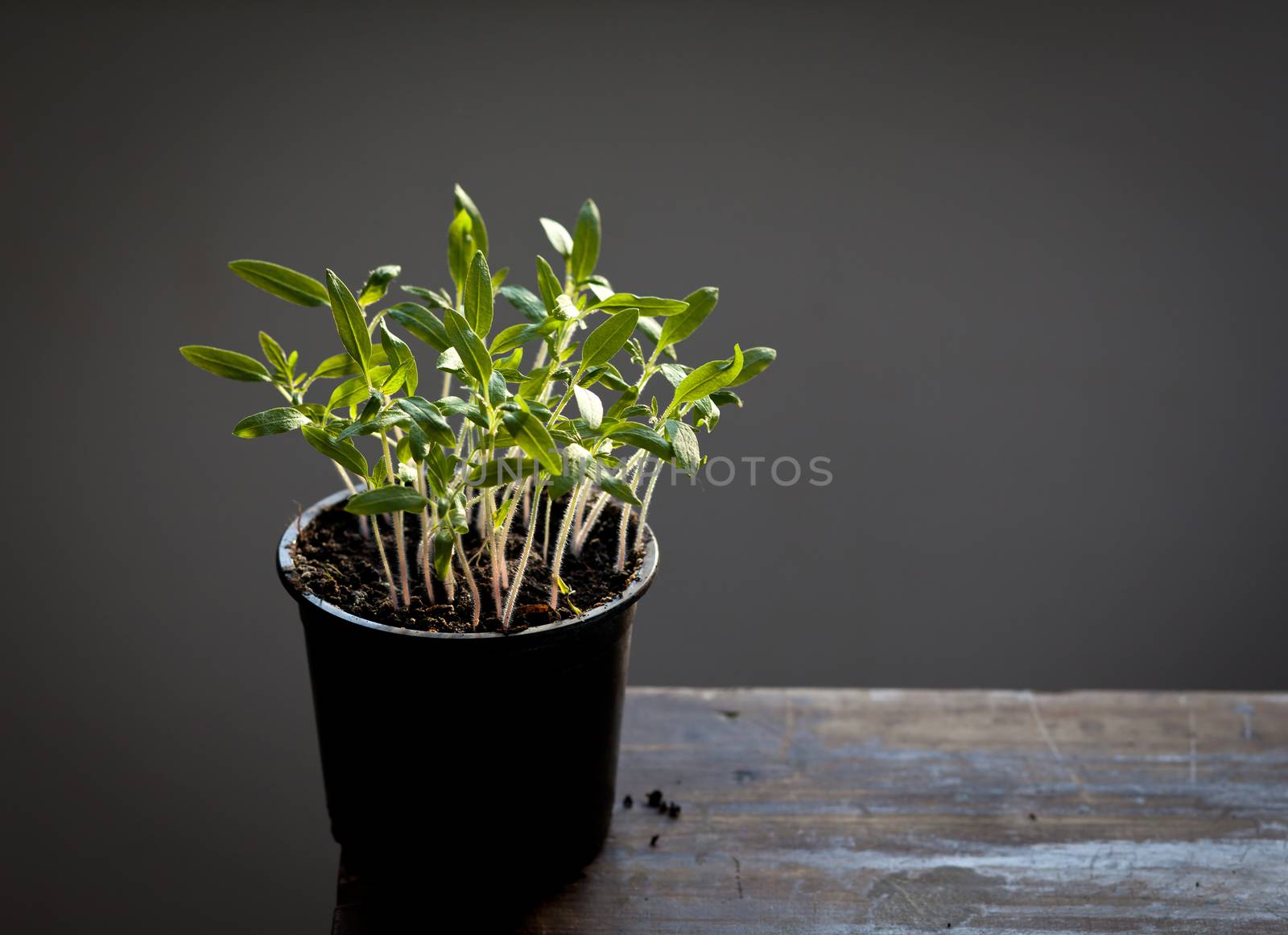 Tomato seedlings grown indoor