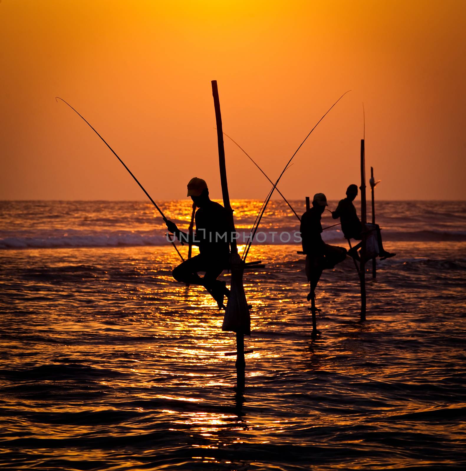 Silhouettes of the traditional stilt fishermen at the sunset near Galle in Sri Lanka