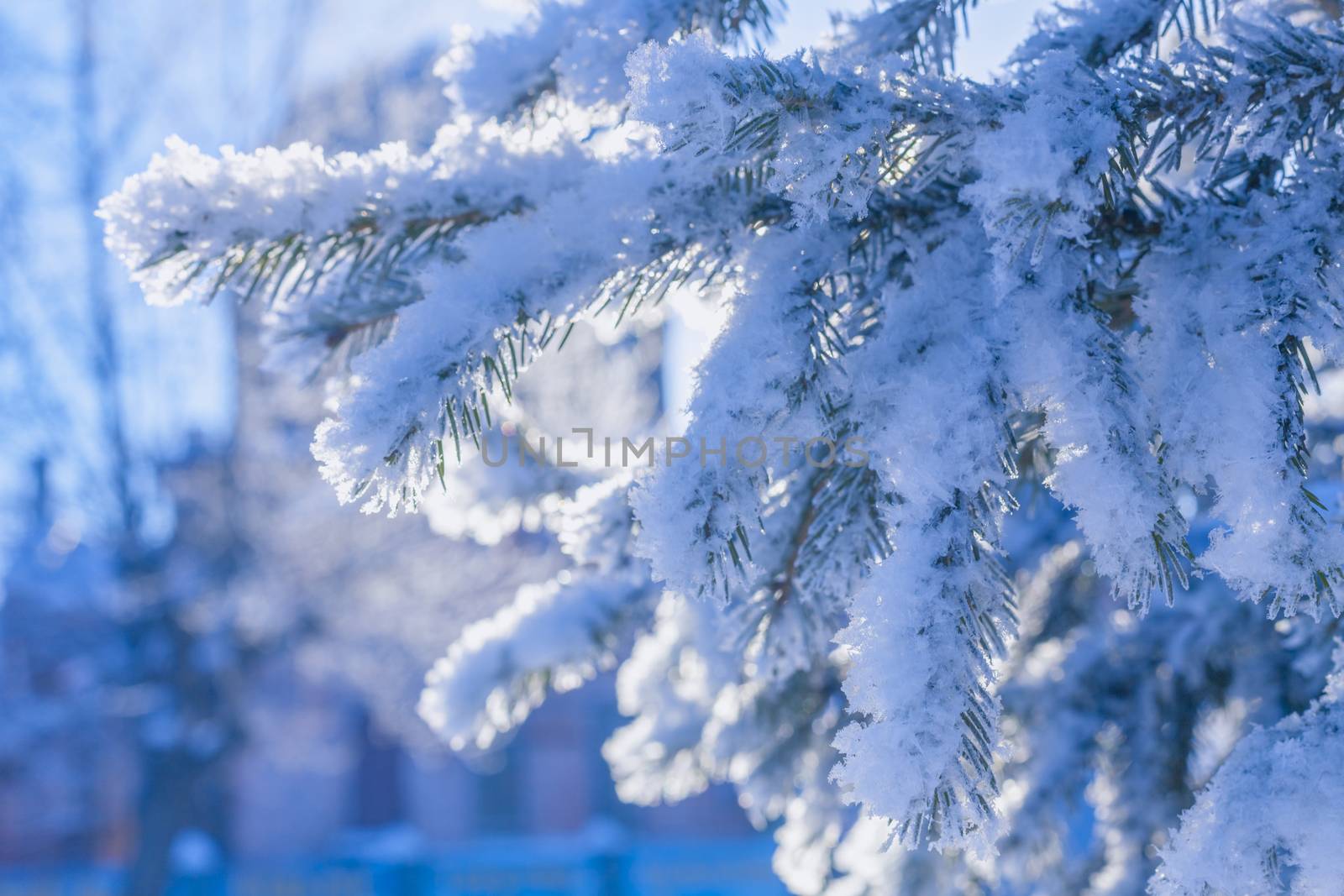 tree branches covered with snow by anelina
