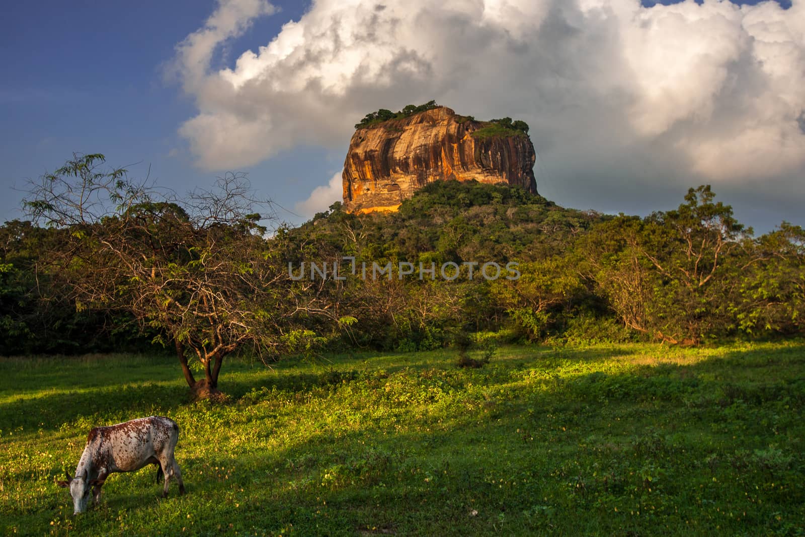 Sigiriya Lion Rock Fortress in Sri Lanka